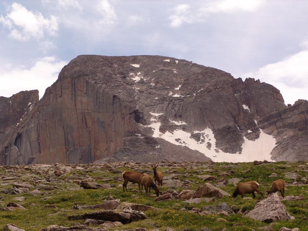 Longs Peak Elk 3